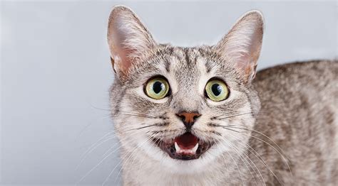 Cat Is Breathing Heavy And Fast Cat Meme Stock Pictures And Photos