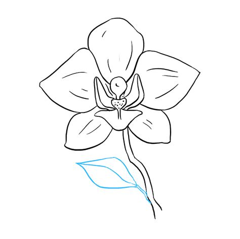 Orchid Drawing Step By Step At Drawing Tutorials