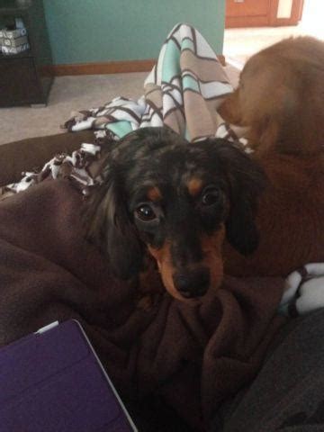 Where our dachshunds place footprints upon our hearts! Female Dapple Dachshund for Sale in Canton, Ohio ...