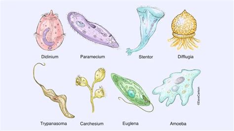 protozoa definition classification characteristics structure diseases examples