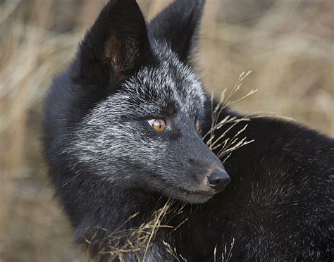 Black Fox Animals Pinterest