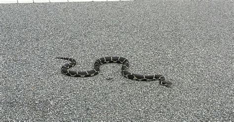 Can I Please Get An Id On This Snake Location Central North Carolina