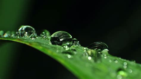 Linear Green Leaf With Droplets Of Water 4k Hd Green Wallpapers Hd