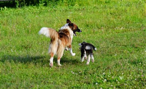Home animals stock image. Image of animals, play, hens - 127294735