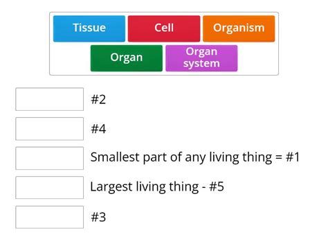 Organization Of Living Things Match Up