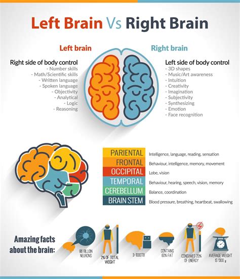 The Left Brain Vs Right Brain Confusion Infographic