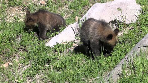 Yellowstone Grizzly Bear Cubs Youtube