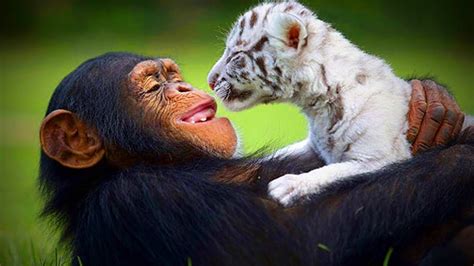 Animals Best Friends 🐶🐱 Unbelievable Animals Friendship