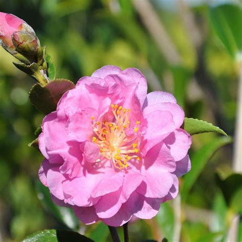 Открыть страницу «camellia sasanqua» на facebook. Southern Living Plant Collection 2 Gal. Pink Stella ...