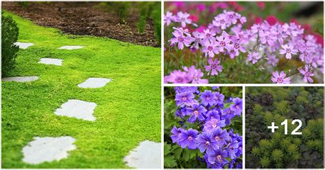 16 Hardy Ground Cover Plants To Grow For Your Landscape Ground Cover