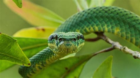 Face To Face With The Beautiful Sri Lanka Green Pit Viper Classic Sri