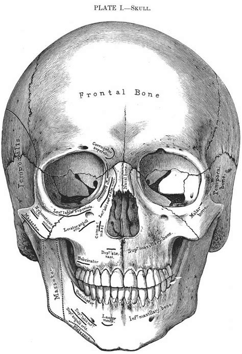 Welcome To Dover Publications Skull Anatomy Art Skull Art
