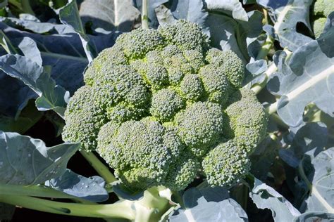 Brokkoli Anbau Und Pflege Von Brokkoli Im Garten Schritt Für Schritt