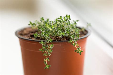 From Seed To Sprout Tips And Tricks For Growing Creeping Thyme
