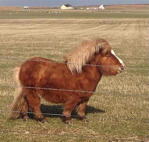 Chunky Little Shetland Pony With A Big Ole Belly Mini Ponies