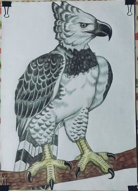 Desenho a mão lápis Águia americana Gavião real Desenho