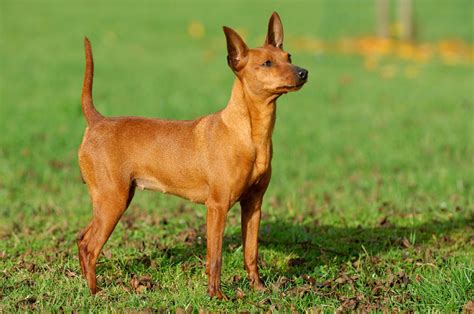Pinscher Expectativa De Vida