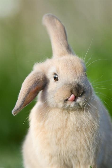 17 Best Images About Funny Bunny On Pinterest Funny Bunnies Pictures