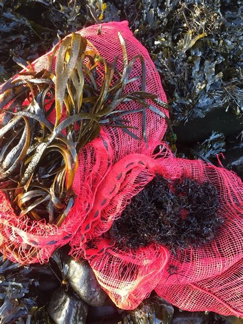 100 Natural Seaweed From The Antrim Coast Irish Seaweed Company