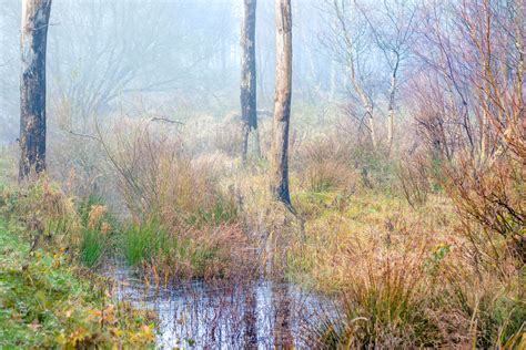 Marshy Woodland In Winter Mist Stan Schaap Photography