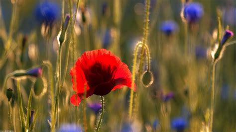 X Poppies Flowers Wallpaper Coolwallpapers Me