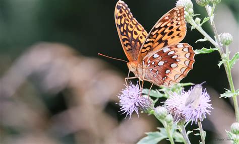 Gsfbfimg8495 1a Great Spangled Fritillary Butterfly David Tibbetts
