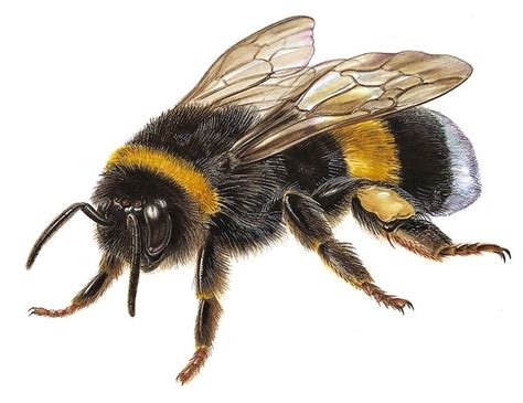 Bee, bumblebee, cute cartoon bumble bee, honey bee, insect, invertebrate png. drawings of bees - Google Search | Bee art, Bee artwork ...