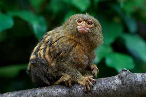 Monkeys Of The Amazon Rainforest South American Vacations Pygmy