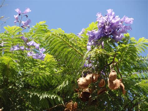 JacarandÁ Jacaranda Mimosifolia Plantas Riomoros