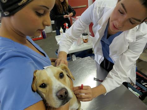7 Life Saving Dog Vaccines Rover Blog