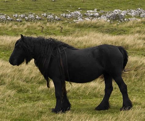 Five Of The Most Endangered Horse Breeds