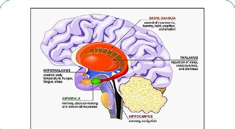 Limbic System The Human Brain In Cross Section Basal Ganglia