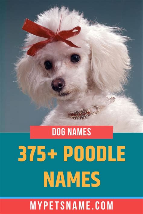 Poodle Names Dog Names Pet Names Poodle