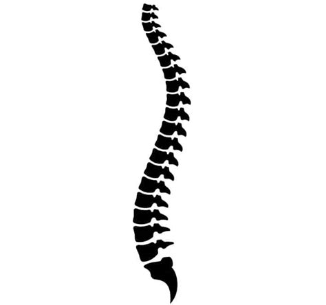 Is My Tailbone Bruised Or Broken Nj Spine And Orthopedic