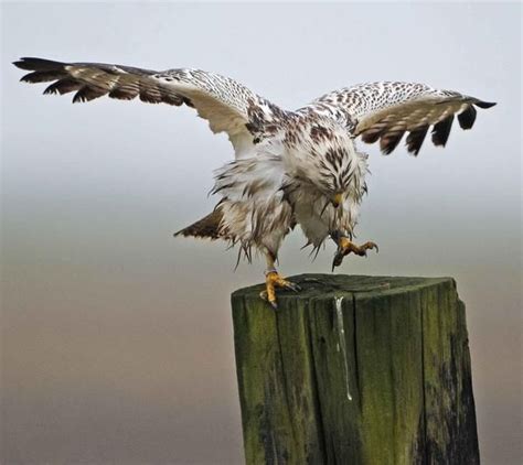 Amerikaanse zeearend m (plural amerikaanse zeearenden). Buizerd | Buizerd, Vogels, Dieren