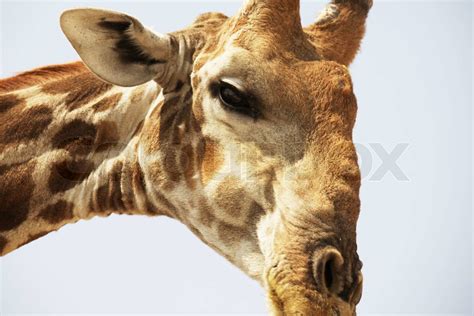 Giraffe Stock Image Colourbox