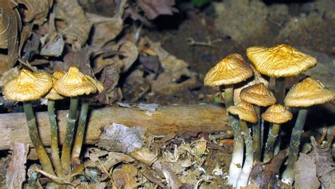The Description Of Psilocybe Ovoideocystidiata Mushroom Hunting And