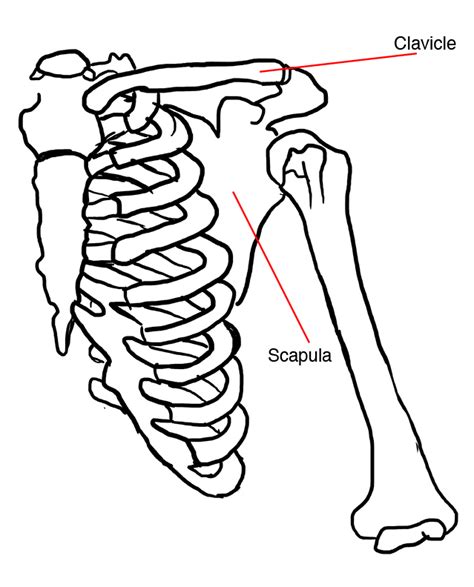 Diagram Of Shoulder Girdle Human Upper Limb Shoulder Girdle Arm And