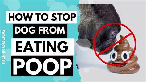 5 Correct Ways To Stop Your Dog From Eating Poop Monkoodog Youtube