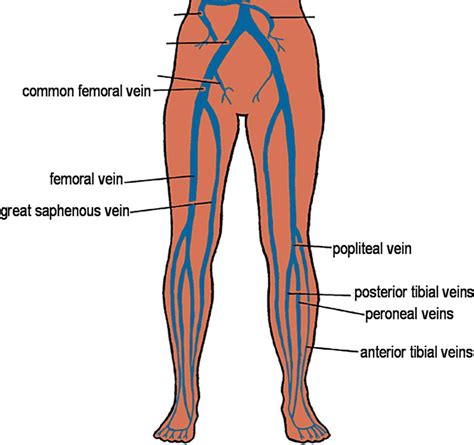 Popliteal Veins Ultrasound Anatomy
