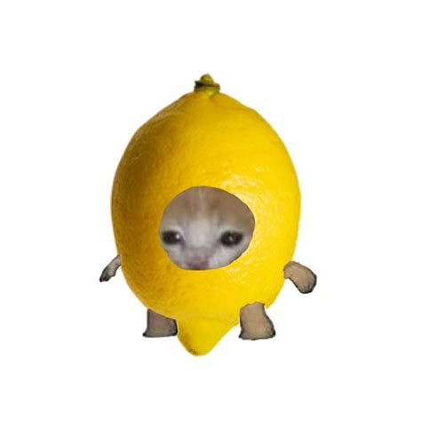 Lemon Cat 🍋 Cat Memes Funny Cat Wallpaper Funny Cute Cats