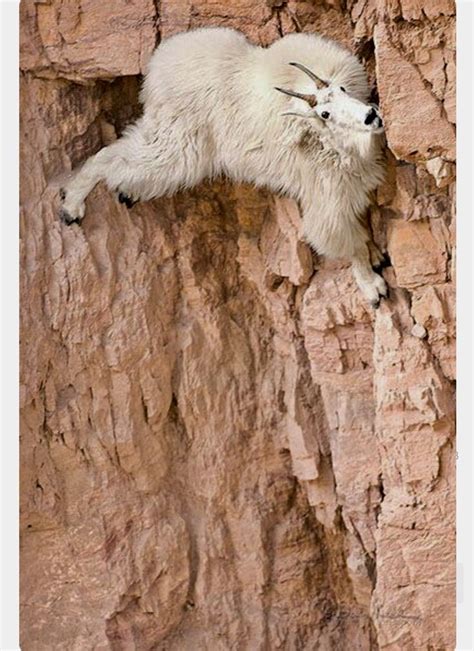 Rocky Mountain Goat Somehow Clinging To The Side Of A Steep Cliff