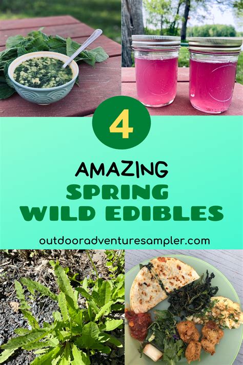 Amazing Spring Wild Edibles Wild Edibles Nettle Recipes Edible
