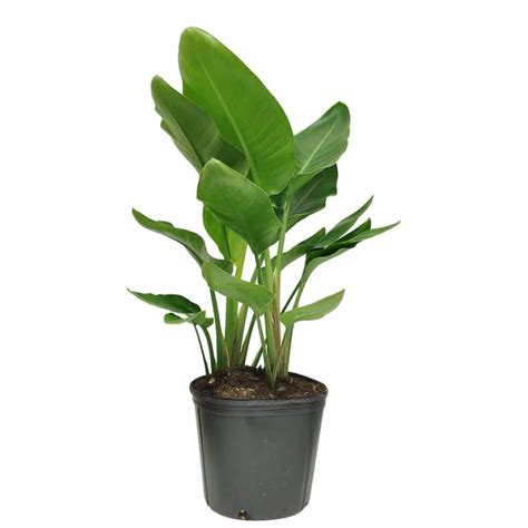 Bird Of Paradise Plant Online India At Low Price On