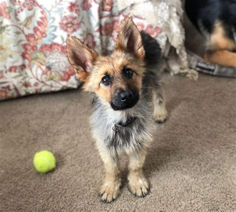 Meet Ranger Tiny German Shepherd With Dwarfism That Means He Will Look