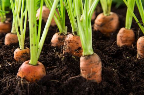 How To Grow Carrots Hgtv