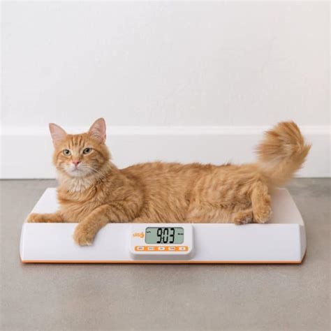 How To Weigh Your Cat Floppycats™