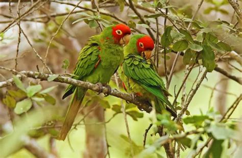 Red Masked Parakeet Facts Size Habitat Info With Images