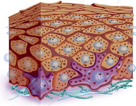 Skin Illustration Stock Image C0044616 Science Photo Library