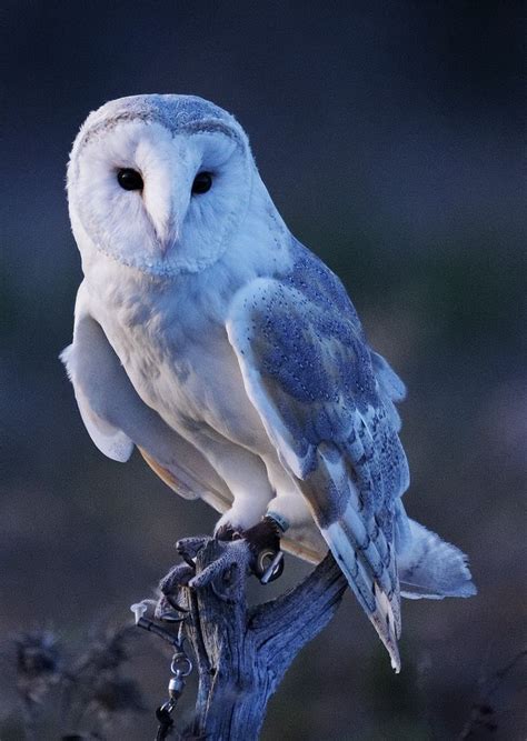 Beautiful Blue Tinted Barn Owl